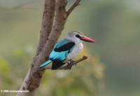 Woodland kingfisher (Halcyon senegalensis) perched on a branch