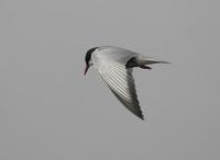 Whiskered Tern (Chlidonias hybrida)