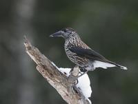 Nutcracker (Nucifraga caryocatactes)