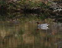 Common Teal (Anas crecca)