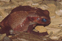 : Bufo guttatus