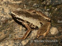 : Cardioglossa leucomystax