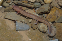 : Gyrinophilus porphyriticus; Northern Spring Salamander