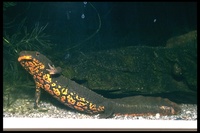 : Paramesotriton deloustali