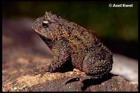 : Proceratophrys bigibbosa