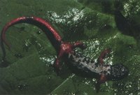 : Salamandrina terdigitata; Spectacled Salamander