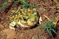 : Scaphiopus couchii; Couch's Spadefoot