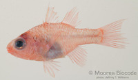 : Apogon doryssa