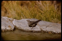 : Myadestes townsendi; Townsend Solitaire