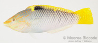 : Halichoeres hortulanus