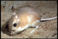 : Dipodomys sp.; Kangaroo Rat