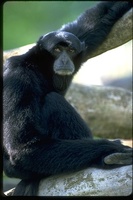 : Hylobates syndactylus; Siamang