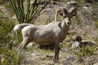 : Ovis canadensis nelsoni