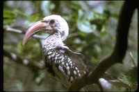 : Trochus erythrochynchus; Red-billed Hornbill