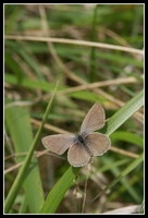 : Cupido minimus