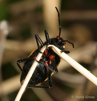 : Largus sp.; Bordered Plant Bug