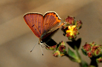 : Lycaena nivalis ssp. nivalis; Lilac-Edged Copper (male)