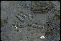 : Evasterias troschelii; Mottled Seastar