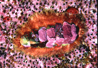 : Mopalia ciliata; Mossy Chiton;