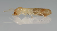 : Reticulitermes hesperus; Western Subterranean Termite