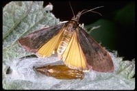 : Uresiphita reversalis; Genista Broom Moth