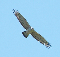 Crested Honey Buzzard - Pernis ptilorhynchus