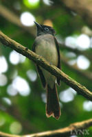 Asian Paradise-flycatcher 壽帶鳥