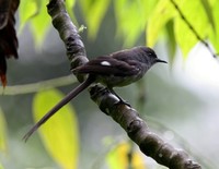 オナガウタイチメドリ Long-tailed Sibia Heterophasia picaoides