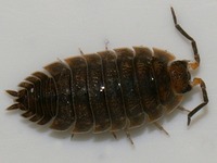 Porcellio scaber