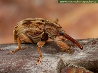 Anthonomus rectirostris