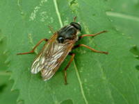 Coenomyia ferruginea