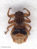 Lipoptena fortisetosa