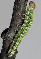 Polyploca ridens - Frosted Green