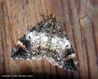 Dysstroma truncata - Common Marbled Carpet