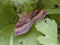 Scotopteryx chenopodiata - Shaded Broad-bar