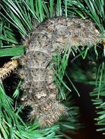 Pachypasa otus