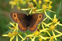 Erebia euryale - Large Ringlet