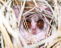 photo of lesser bushbaby : Galago moholi