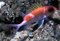 Holocentrus adscensionis, Squirrelfish: fisheries, aquarium