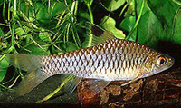 Barbus callipterus, Clipper barb: aquarium