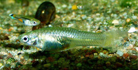 Poecilia reticulata, Guppy: aquarium