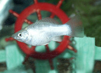 Poecilia latipinna, Sailfin molly: aquarium
