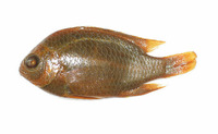 Chromis elerae, Twinspot chromis: aquarium