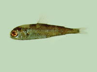 Myctophum obtusirostre, :