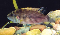 Chromidotilapia guentheri guentheri, Guenther's Mouthbrooder: fisheries, aquarium