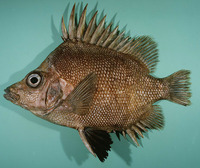 Pentaceros decacanthus, Bigspined boarfish: