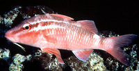 Parupeneus porphyreus, :