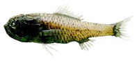 Melamphaes polylepis, :