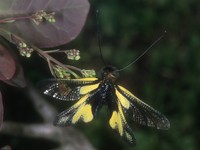 Libelloides coccajus