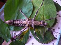 Haaniella muelleri